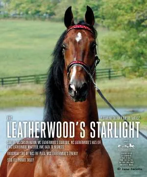 ad-leathwood-v4.jpg