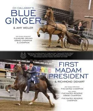 blueginger.jpg