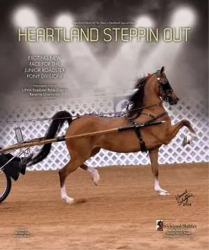 steppinout2.jpg