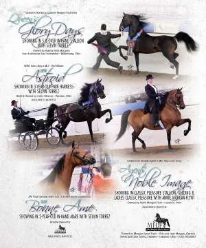 MorganHorse2.jpg