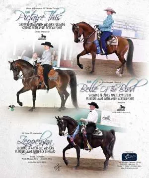 MorganHorse4.jpg