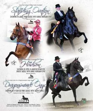 MorganHorse1.jpg