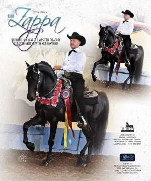 MorganHorse5.jpg