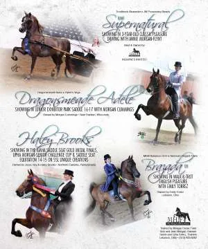 MorganHorse3.jpg