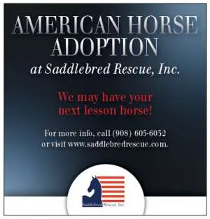 SaddlebredRescue.jpg